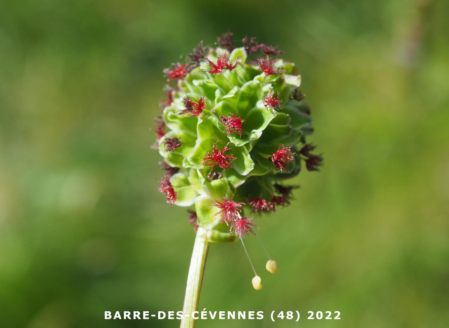 Burnet, Salad/Fodder